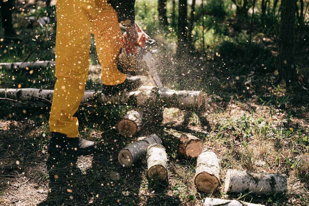 Best Stump Grinding Near Me  in East Grand Forks, MN